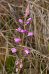 Scalloped milkwort